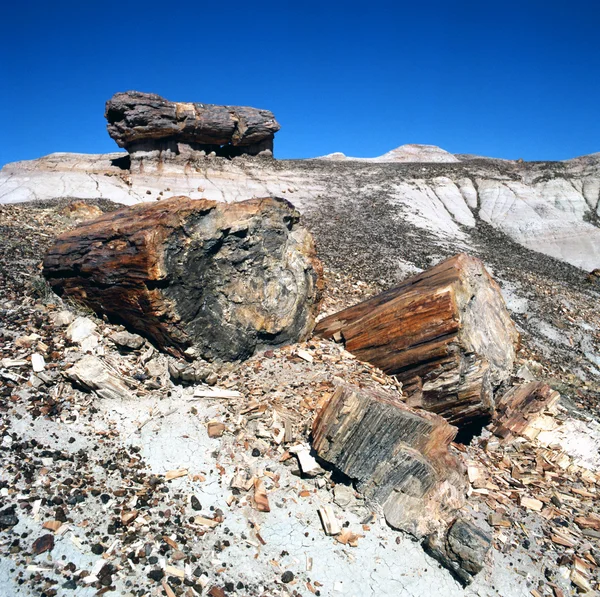 Fossiles de bois pétrifié — Photo