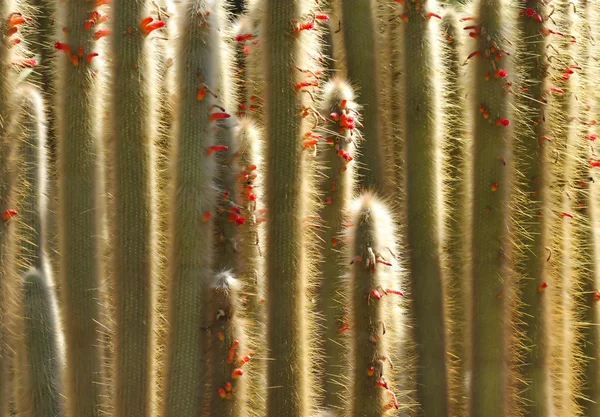 Cleistocactus jujuyensis — Fotografia de Stock