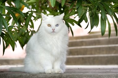 White cat with different coloured eyes clipart