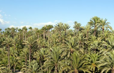 palmiye ağacı ormanda elche, İspanya