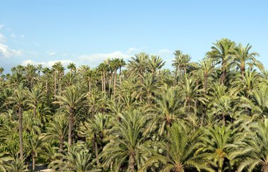 Palm tree forest in Elche, Spain clipart