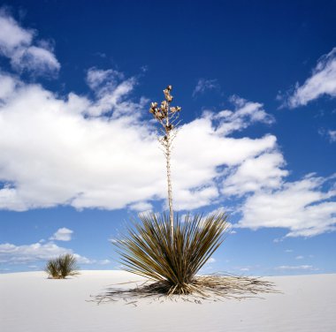 Beyaz kumları Ulusal Anıtı, new mexico, ABD