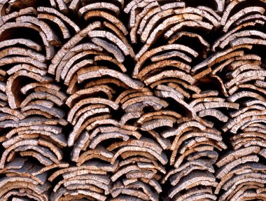 Cork oak bark in Portugal clipart