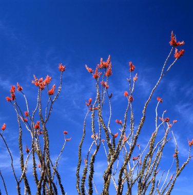 Ocotillo çiçek