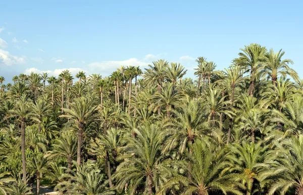 stock image Palm tree forest in Elche, Spain