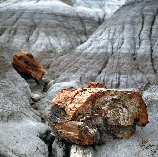 Taşlaşmış ağaç fosiller — Stok fotoğraf