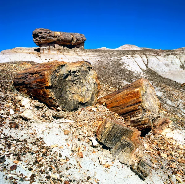 Förstenat trä fossil — Stockfoto