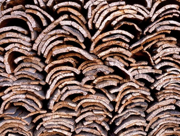 Cork oak bark in Portugal — Stock Photo, Image