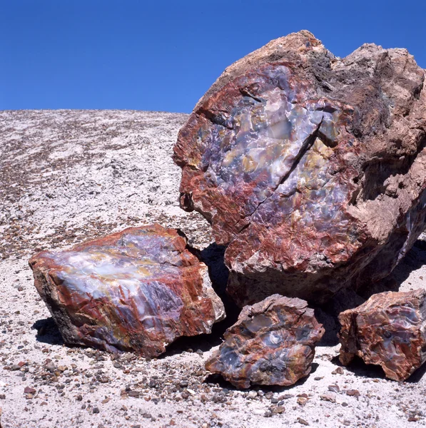Petrified Wood Fossil — Stock Photo, Image