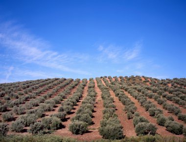 Olive trees clipart