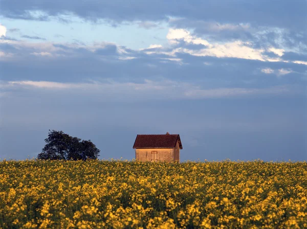 Casa no campo de colza — Fotografia de Stock