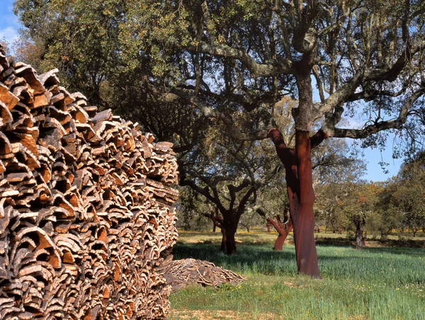 Пробковые деревья в Южной Европе — стоковое фото