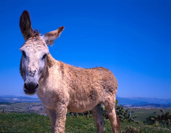 stock image Close up of donkey