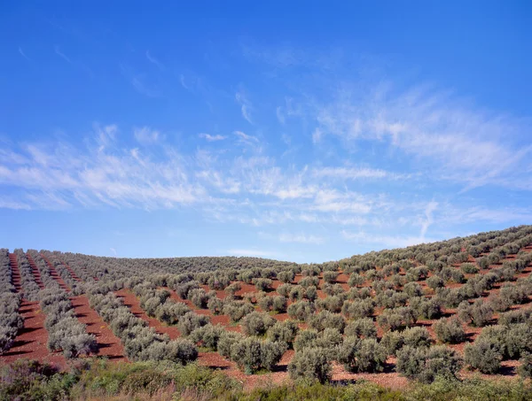 Оливкові дерева — стокове фото