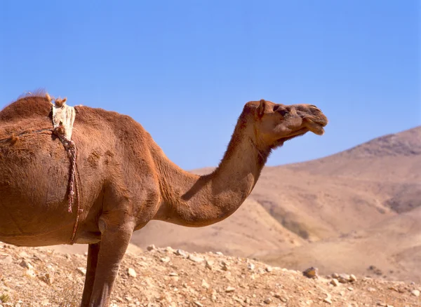 Unta di gurun Sahara — Stok Foto