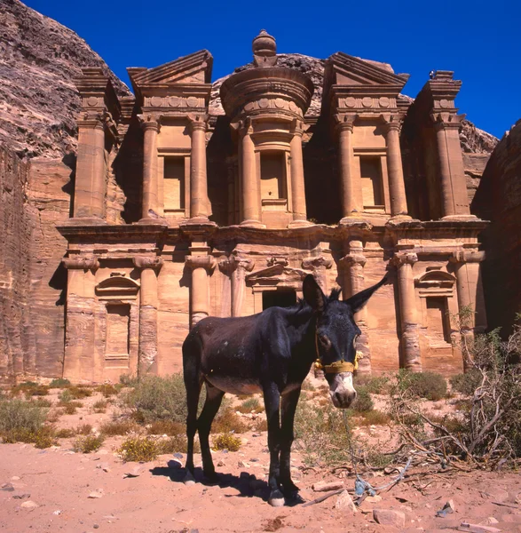 Esel im Kloster, Petra — Stockfoto