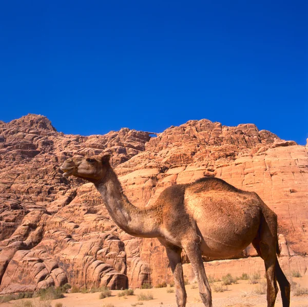 Velbloud v poušti sahara — Stock fotografie