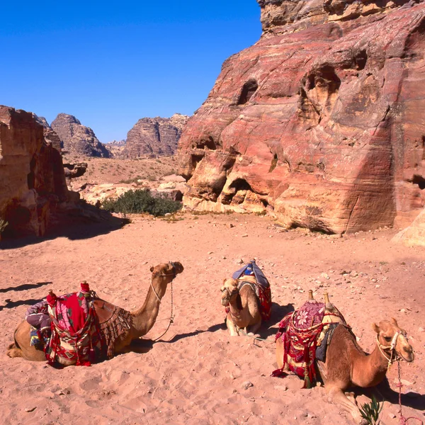 Camellos en Wadi Rum — Foto de Stock