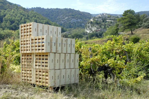 Дерев'яні ящики, готові до збору винограду — стокове фото