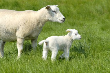 Two lambs clipart