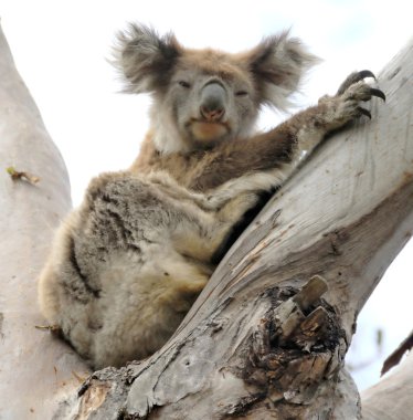 koala Okaliptüs ağacı üzerinde dinlenme