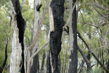 bir yıl sonra bush yangın orman