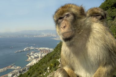 Monkeys at Gibraltar clipart