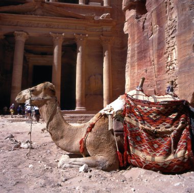 Camel in Petra clipart