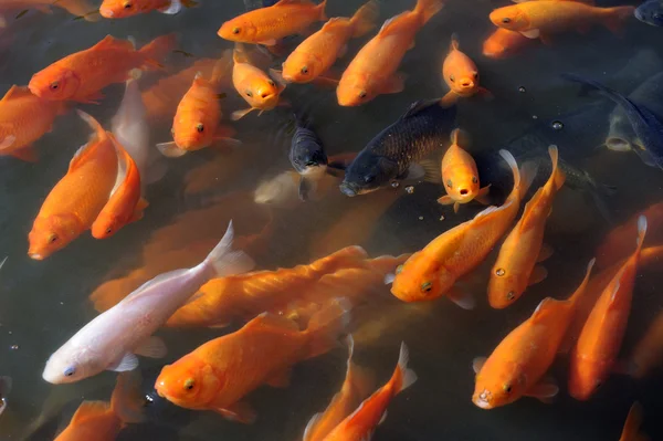 stock image Fishes at Tongli in China