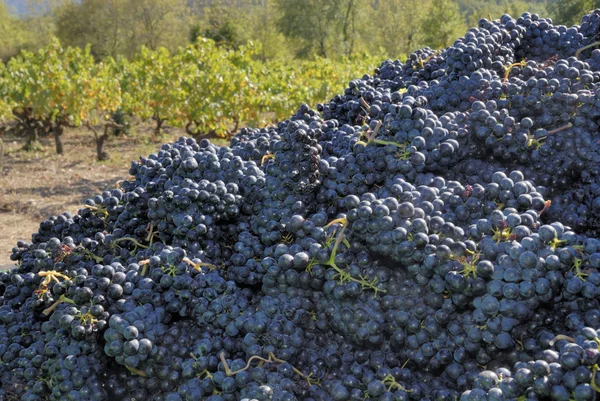 Uvas após a colheita — Fotografia de Stock