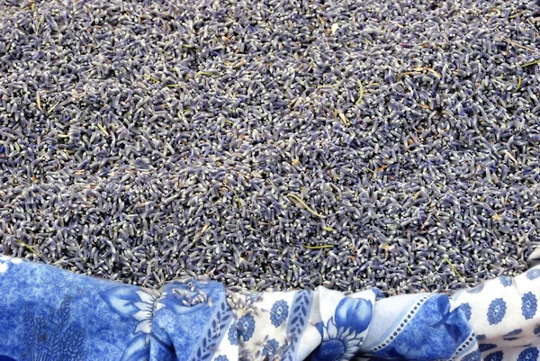 Lavendel, Lavandula angustifolia hidcote — Stockfoto