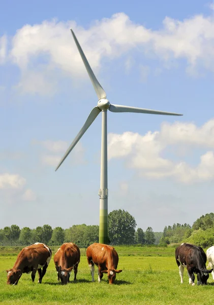 Ветряные турбины и голландские коровы — стоковое фото