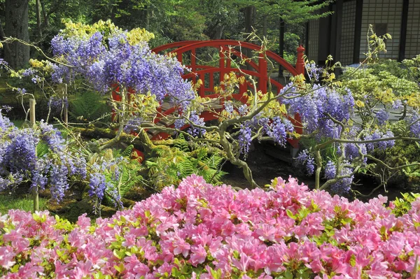 जपानी बाग — स्टॉक फोटो, इमेज