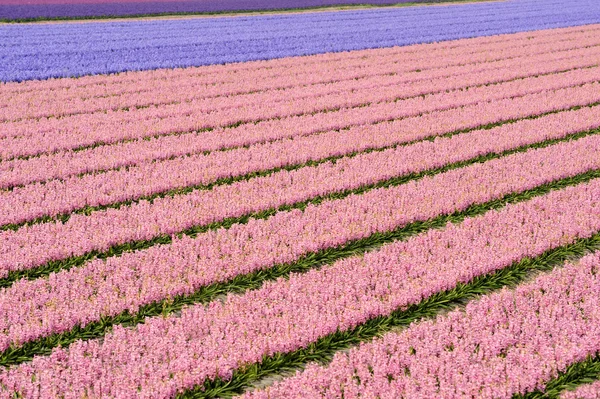 stock image Field of various colored hyacinths