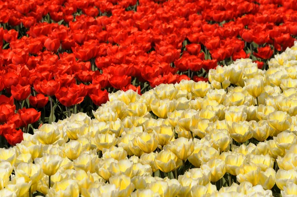 Červené a žluté tulipány — Stock fotografie