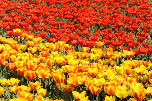 Rood en gele tulp — Stockfoto