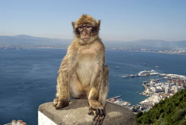 stock image Monkey at Gibraltar