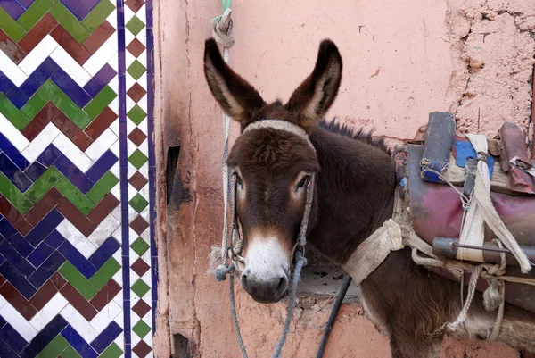 Marrakech Maroc, âne urbain — Photo