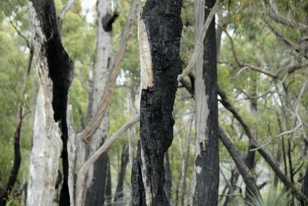 Egy év után bush tűz erdei — Stock Fotó