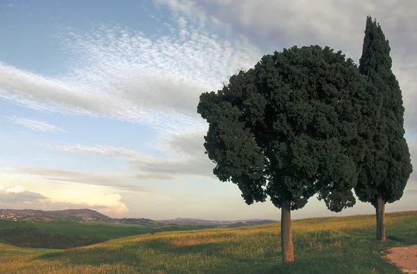典型的なトスカーナの風景 — ストック写真