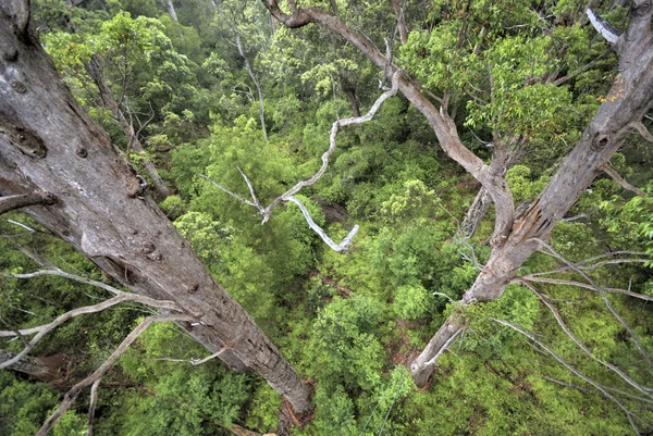 Skogen sett från ovan — Stockfoto