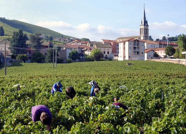 Harvesting the wine grapes — Stock Photo, Image