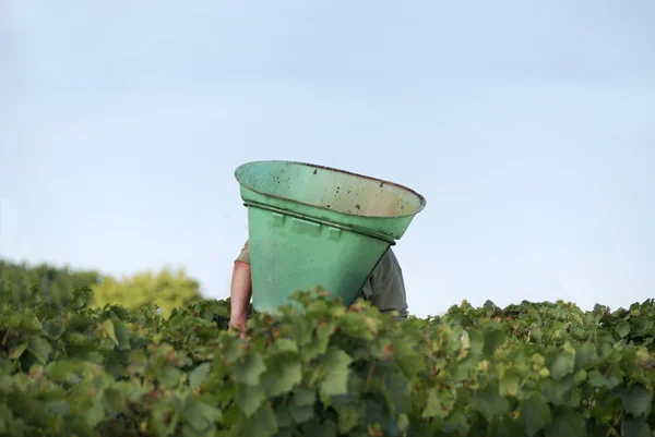 De wijn druiven oogsten — Stockfoto
