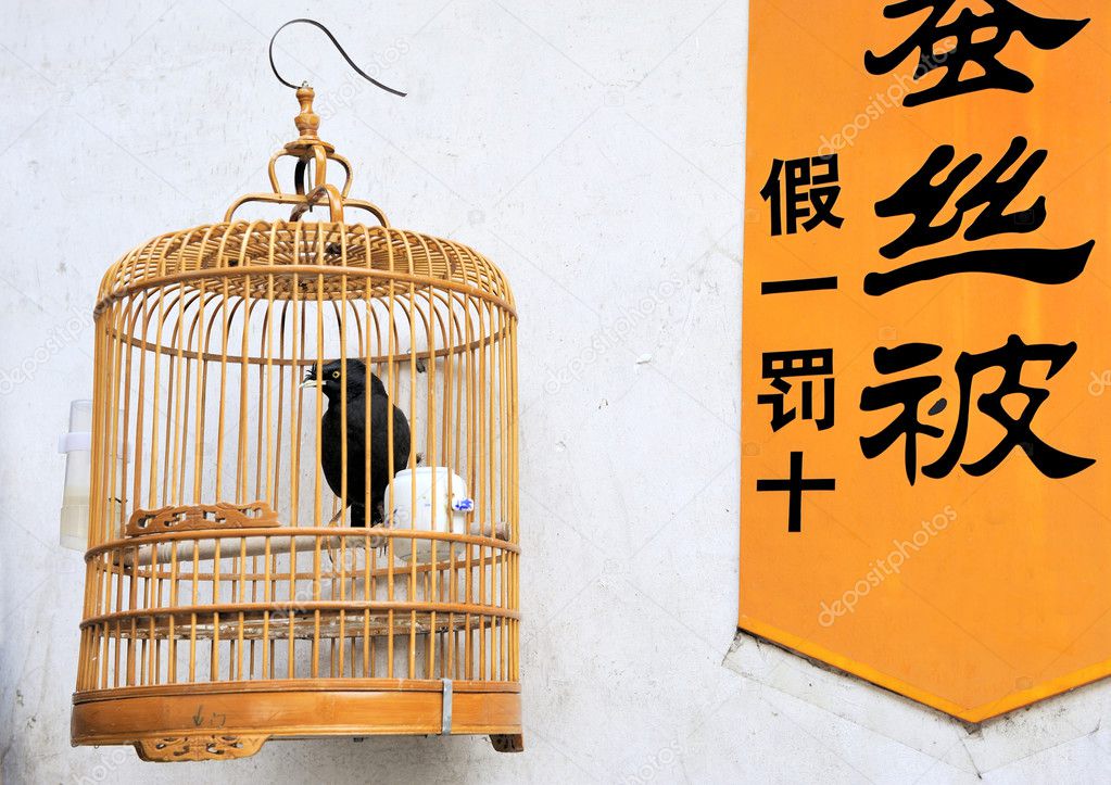 Black bird in a cage