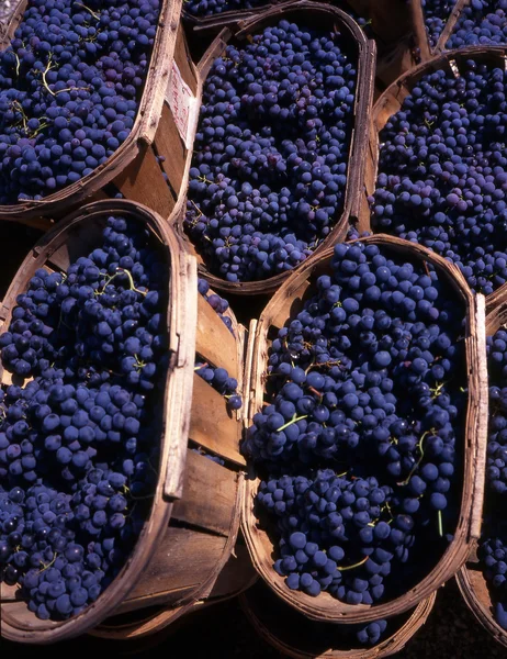 Blauwe druiven — Stockfoto