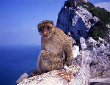 Monkey at Gibraltar clipart