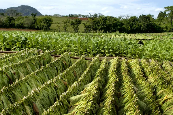 Табачная плантация — стоковое фото