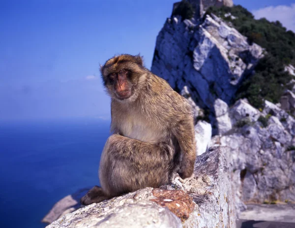 stock image Monkey at Gibraltar