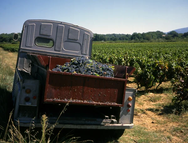 Виноградник со старым грузовиком — стоковое фото