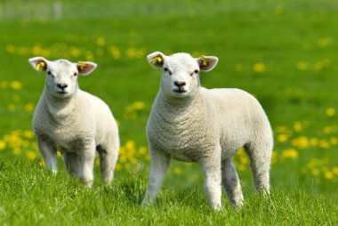 Two lambs clipart